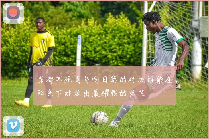 京都不死鸟与向日葵的对决谁能在阳光下绽放出最耀眼的光芒